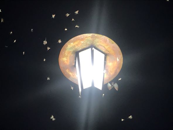 Lichtverschmutzung Insekten an Lampe