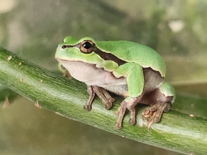 Laubfrosch Weibchen fotografiert von Amelie