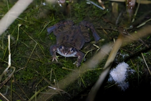 Grasfrosch im März