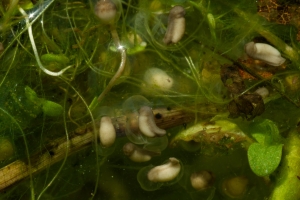 Laubfrosch Laich mit Embryos