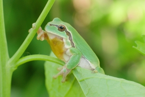 Laubfroschmännchen mit brauner Kehle