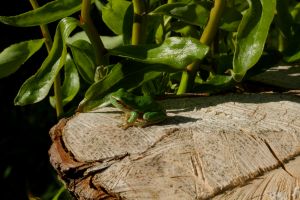 Einjähriger Laubfrosch